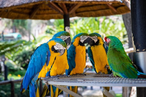 five parrots perched on brown wooden surface depicting the tools about how to improve speaking