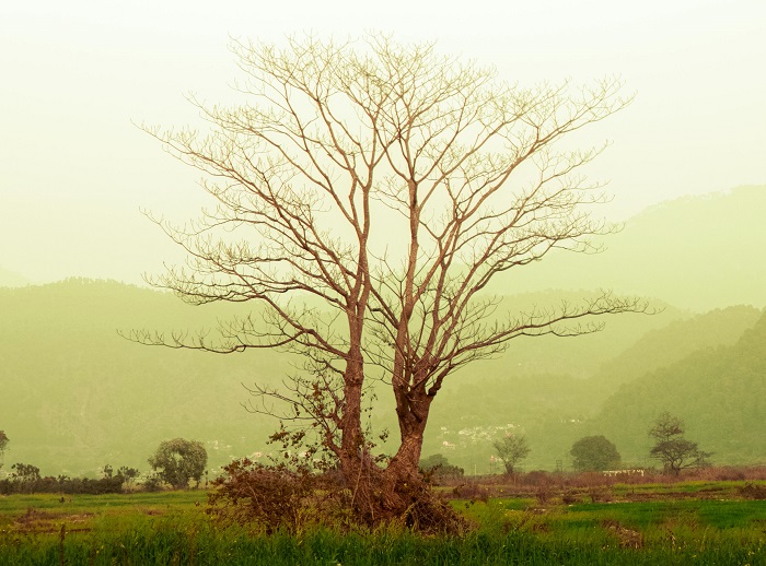 Wordsworth and his treatment of Nature