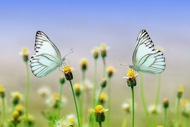 What are the Kinds of Subjective Poetry? 1 kinds of subjective poetry