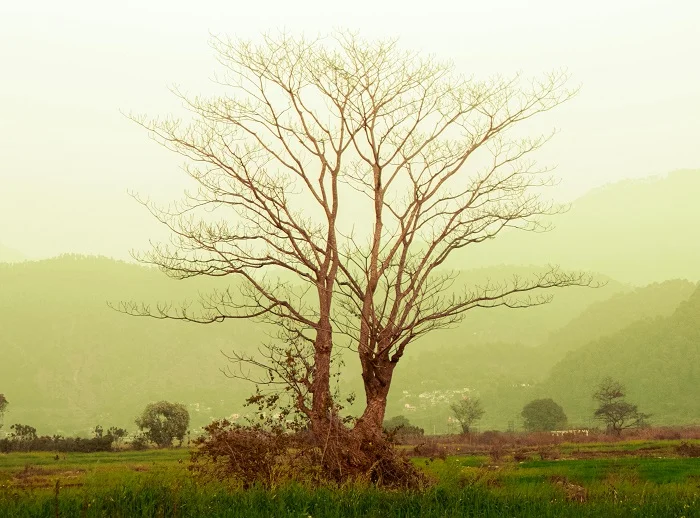 Read more about the article Wordsworth and His Treatment Of Nature